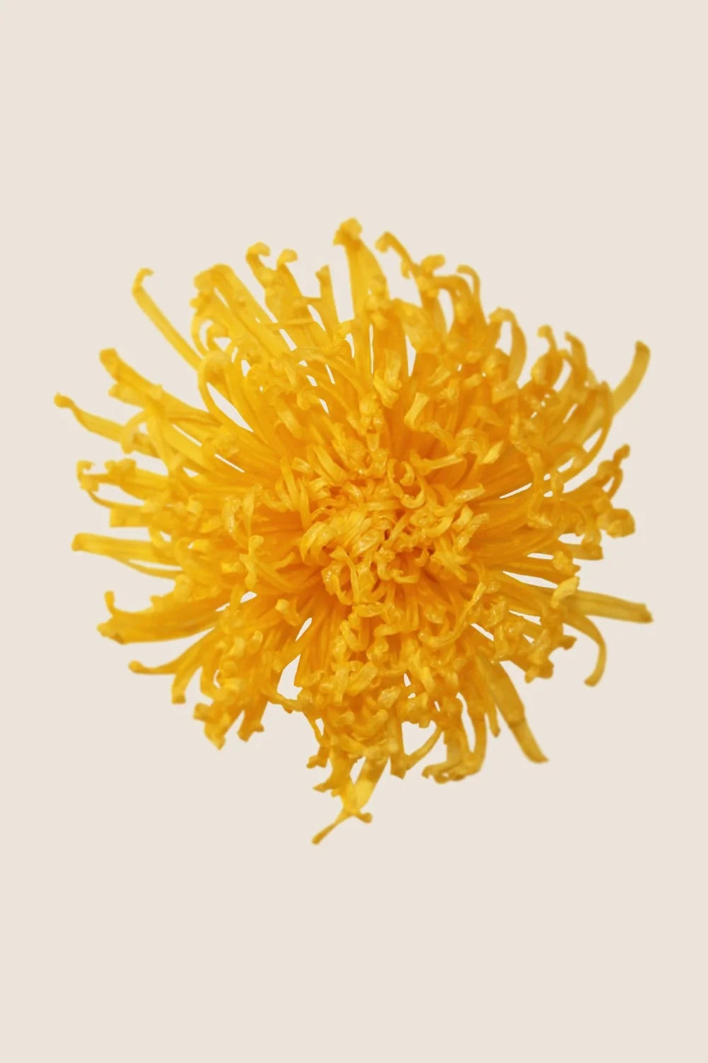 Anastasia Chrysanthemum - Box 3 heads
