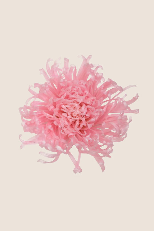 Anastasia Chrysanthemum - Caja de 3 cabezas