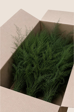 Asparagus bulk