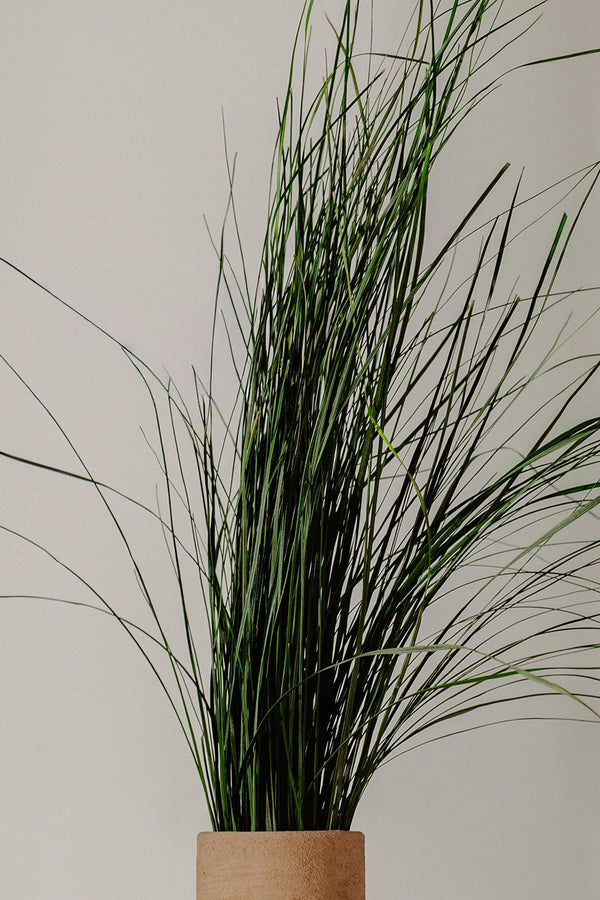 Xérophyllum asphodéloïde
