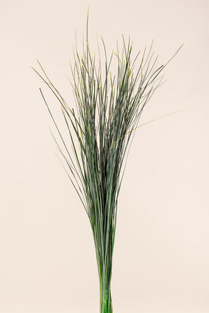 Bear grass