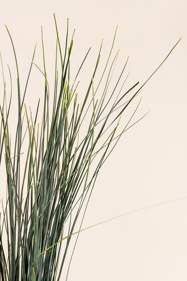 Xérophyllum asphodéloïde
