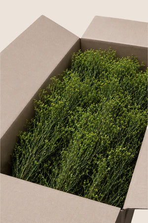 Broom bulk