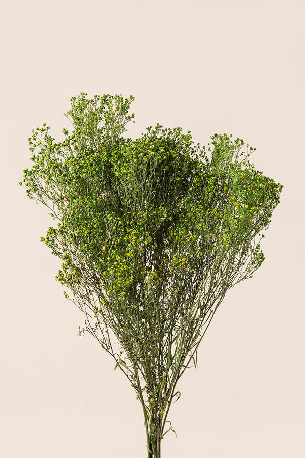 Broom