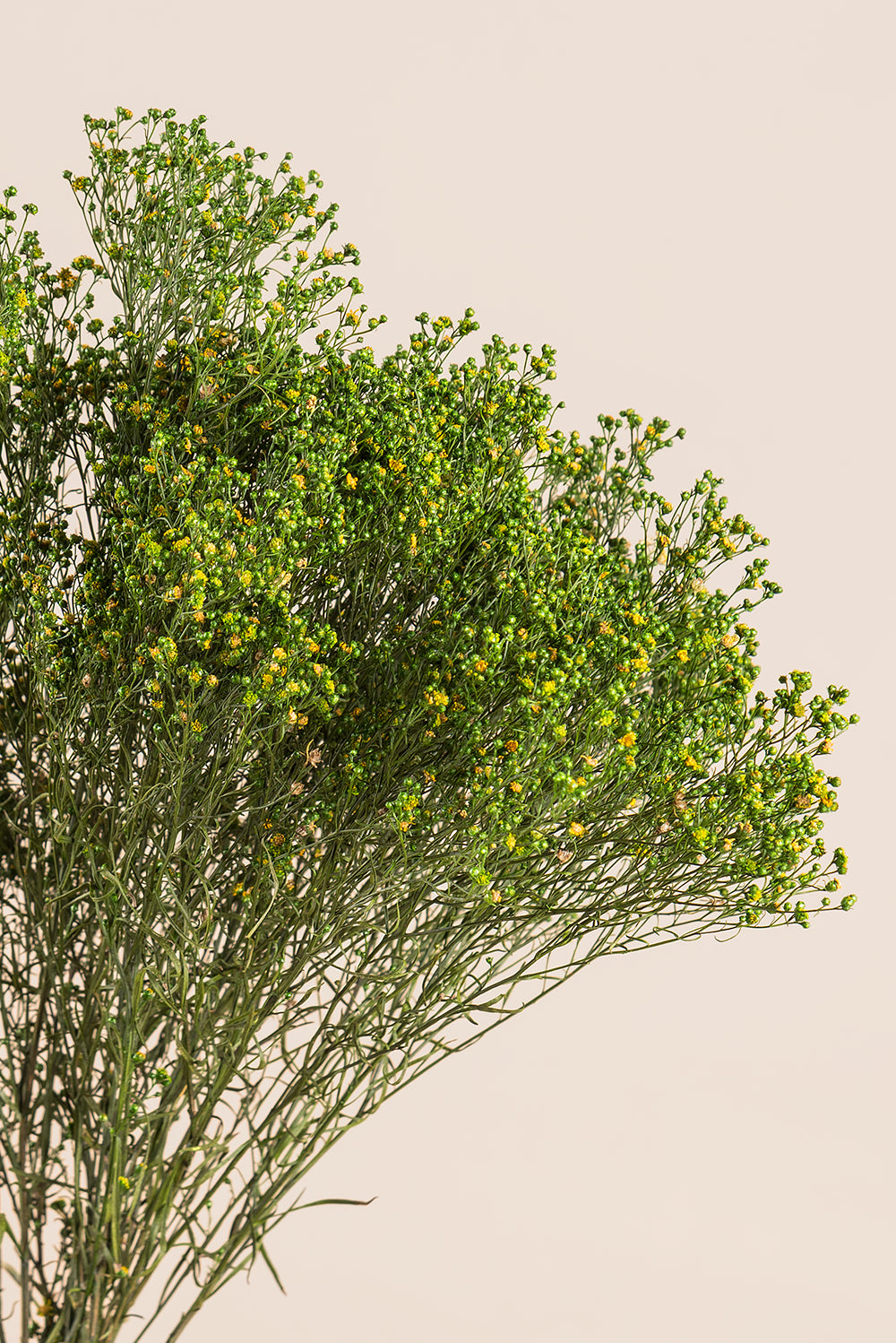 Broom bulk