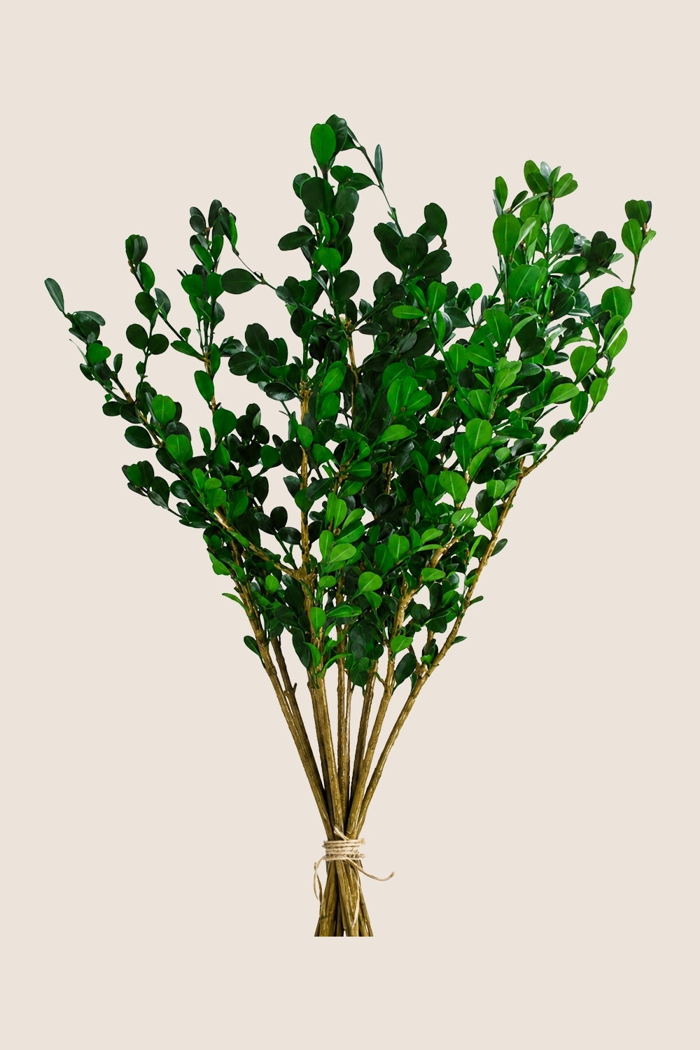 Buxus