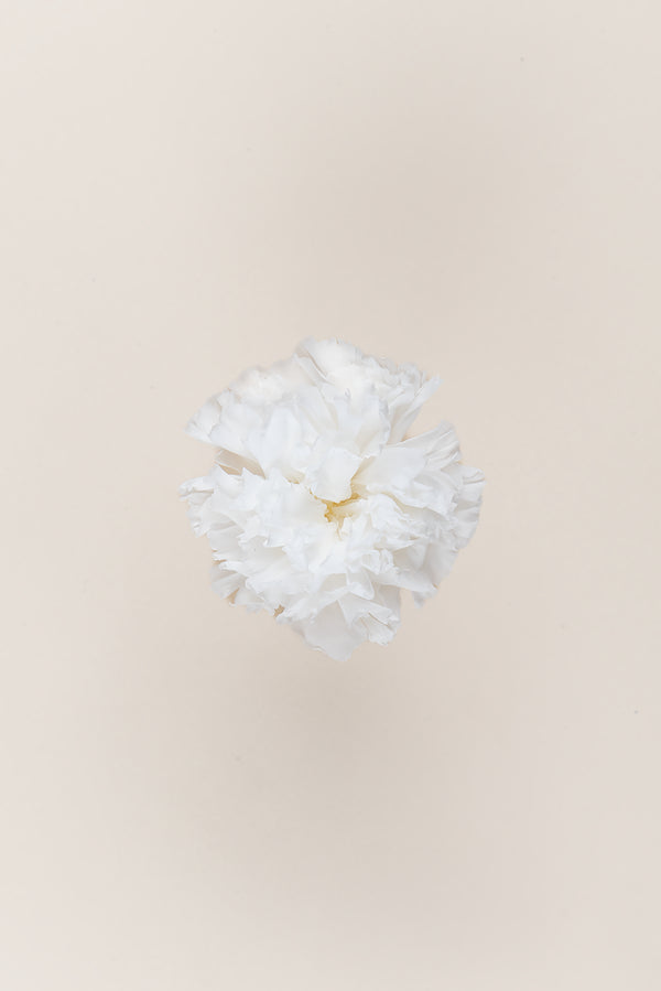 Clavel - Caja 6 cabezas