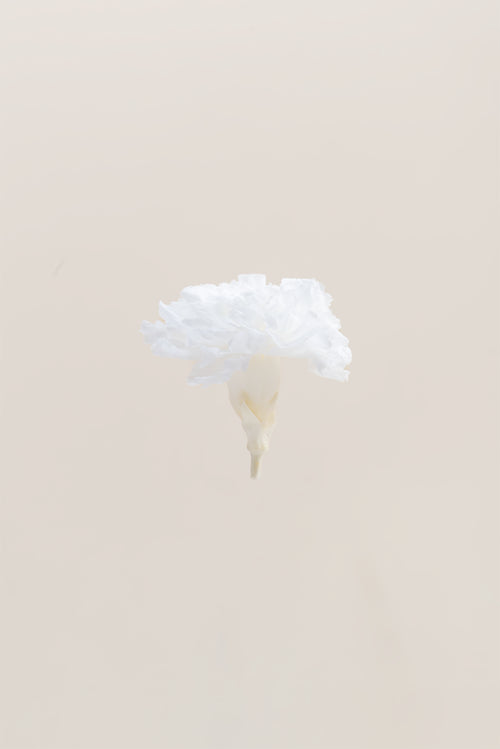 Carnation - Box 6 heads