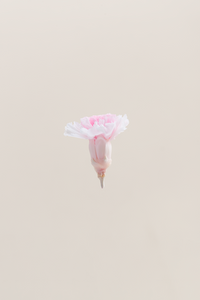 White & Pink Duo