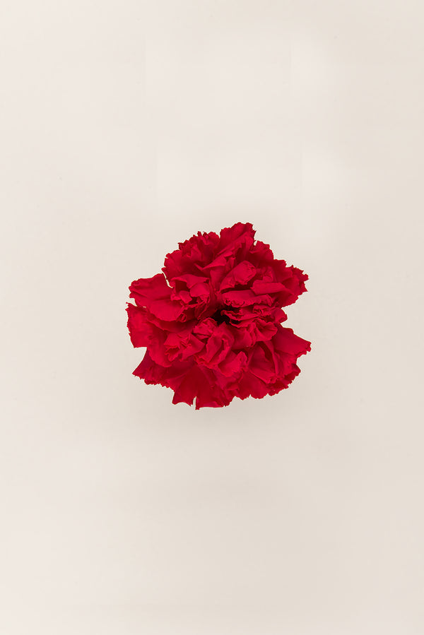 Clavel - Caja 6 cabezas