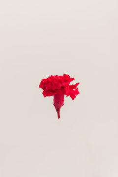 Rot