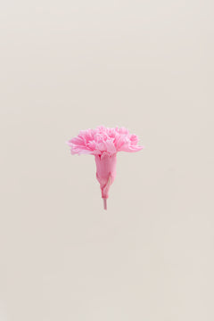 Pastellrosa