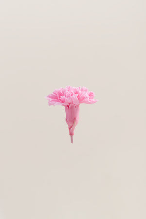 Carnation - Box 6 heads