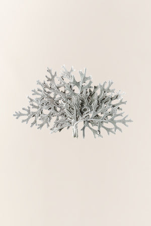 Cineraria