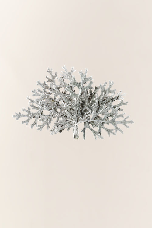 Cineraria