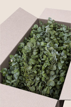 Cinerea bulk