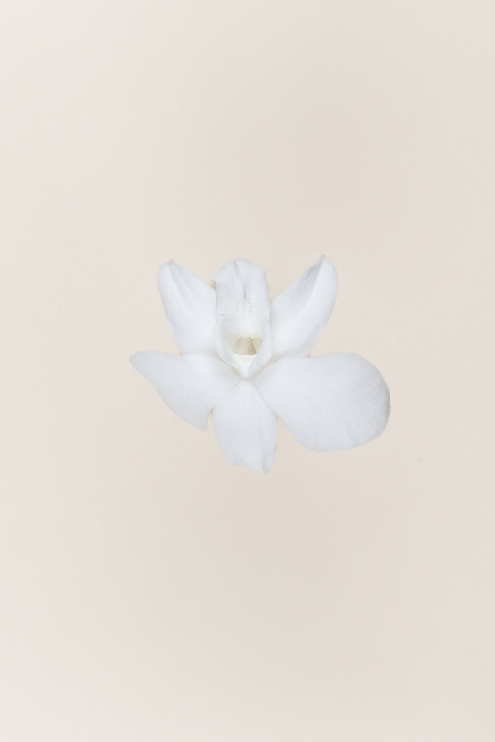 Dendrobium Orchid - Box 5 heads