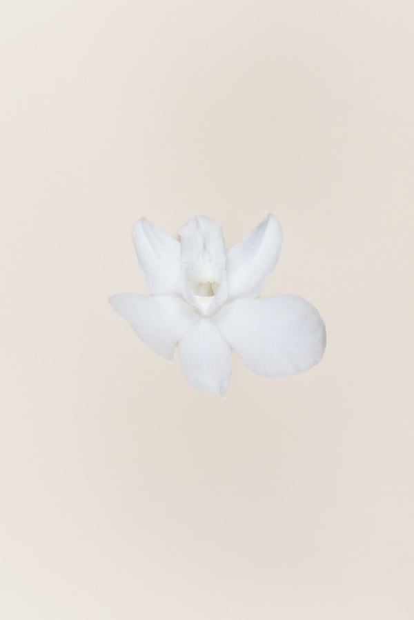 Orquídea Dendrobium - Caja 5 tallos
