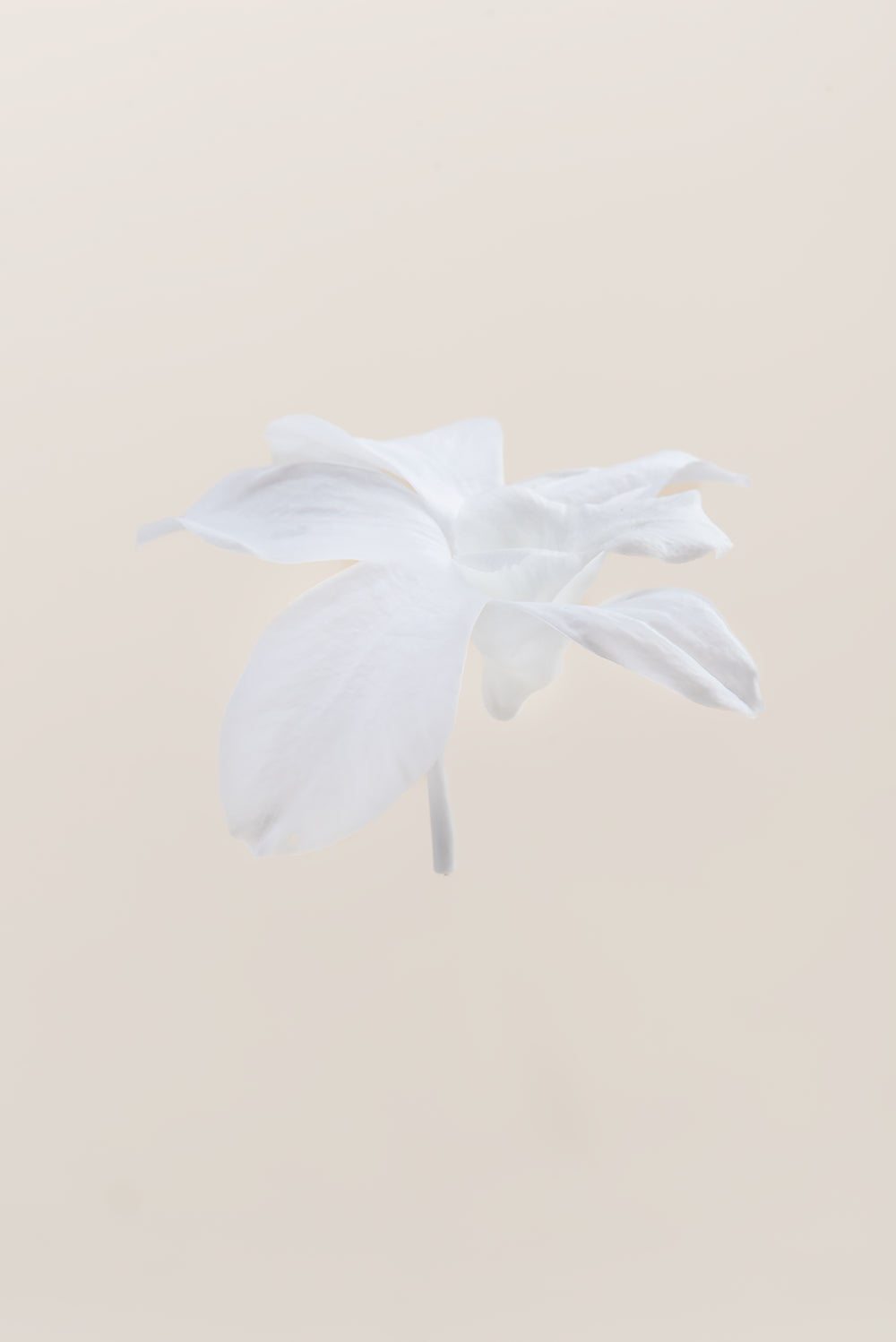 Dendrobium Orchid - Box 5 heads