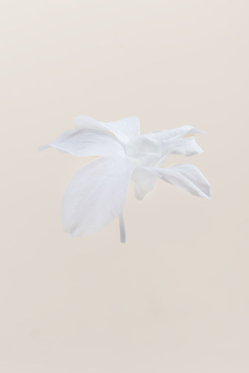 Dendrobium Orchid - Box 5 heads