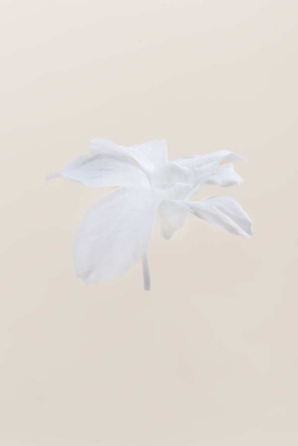 Orquídea Dendrobium - Caja 5 tallos