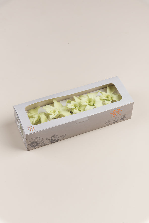 Orquídea Dendrobium - Caja 5 tallos