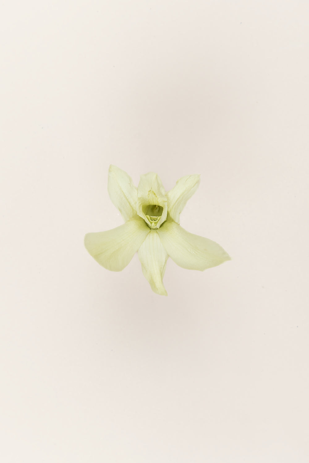 Dendrobium Orchid - Box 5 heads