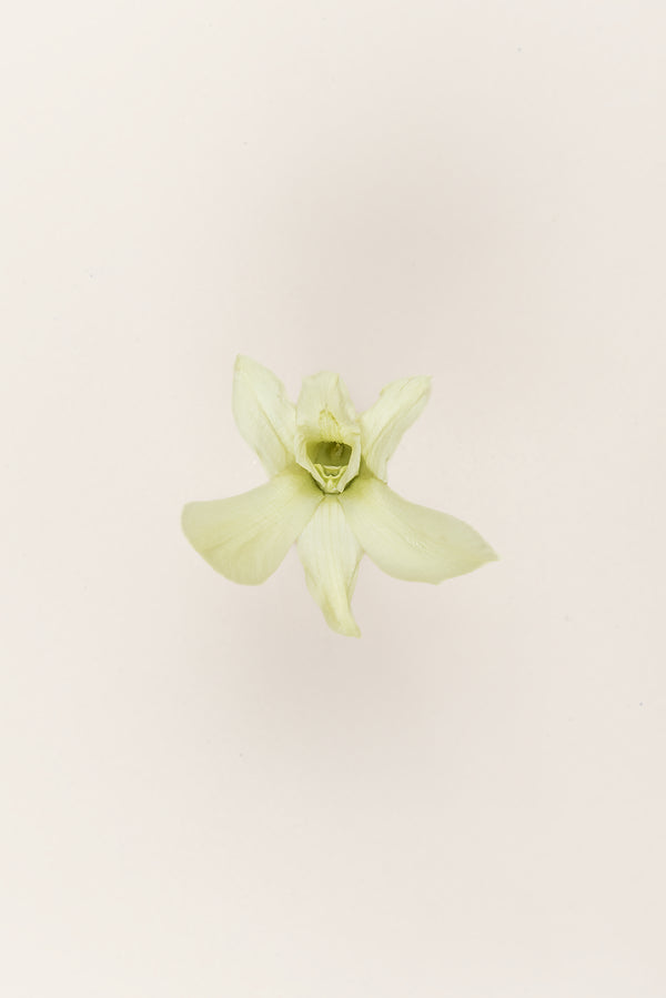 Orquídea Dendrobium - Caja 5 tallos