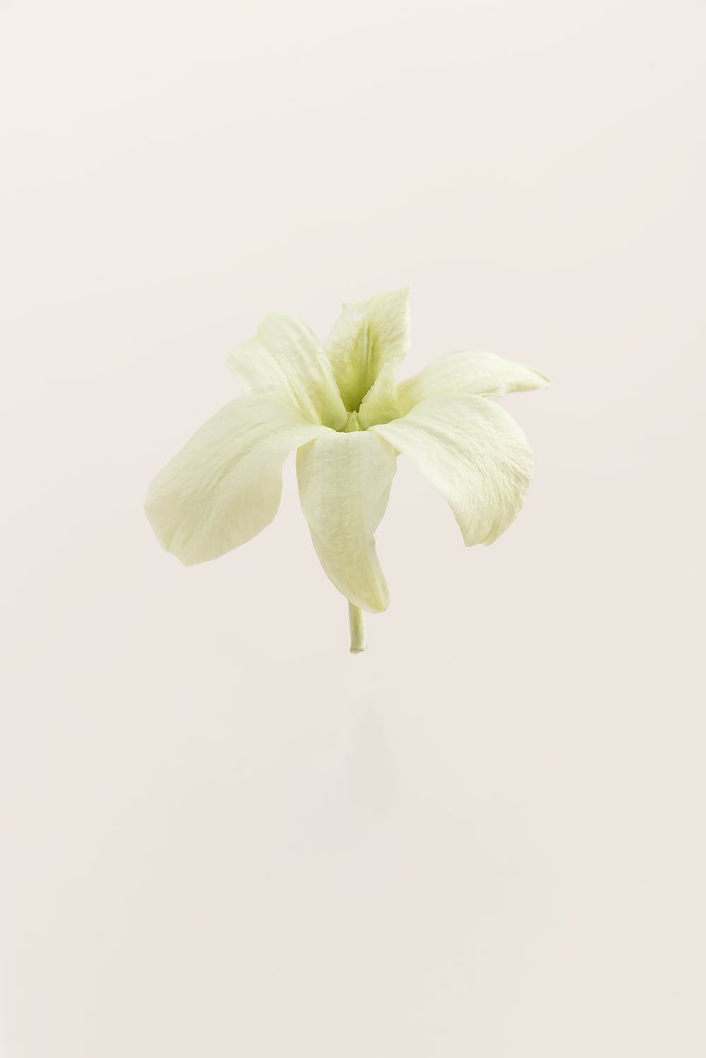 Dendrobium Orchid - Box 5 heads