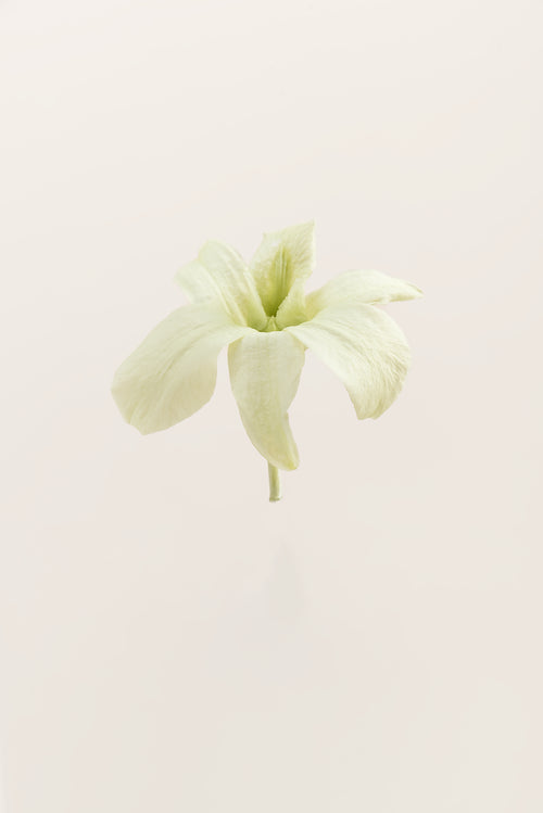 Dendrobium Orchid - Box 5 heads