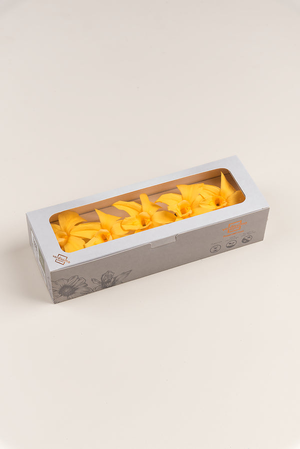 Orquídea Dendrobium - Caja 5 tallos