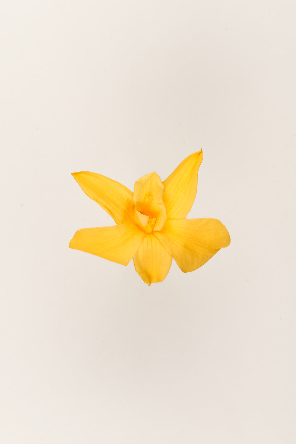 Dendrobium Orchid - Box 5 heads