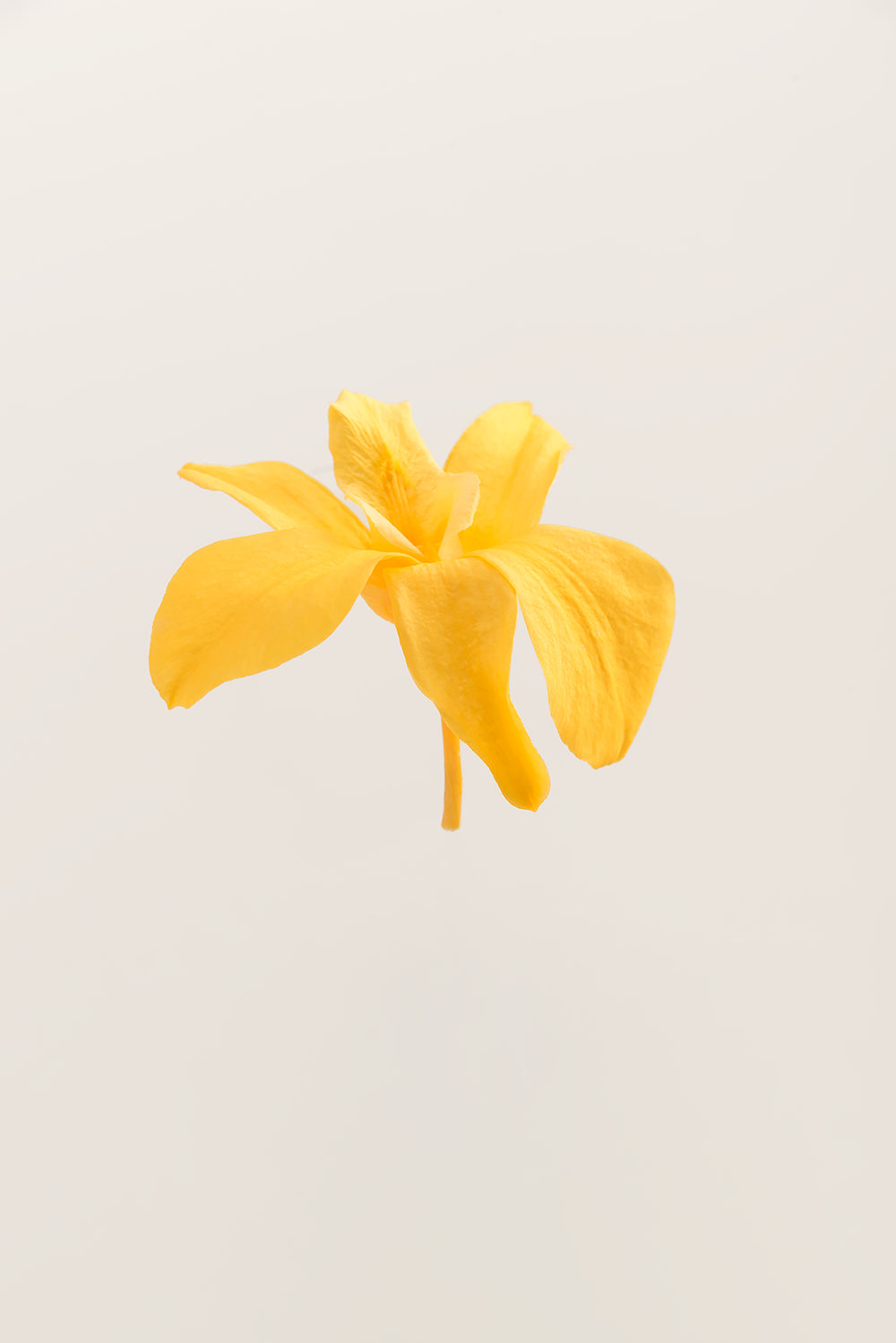 Dendrobium Orchid - Box 5 heads
