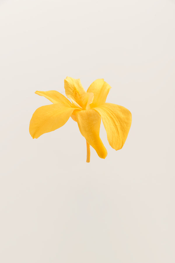 Orquídea Dendrobium - Caja 5 tallos