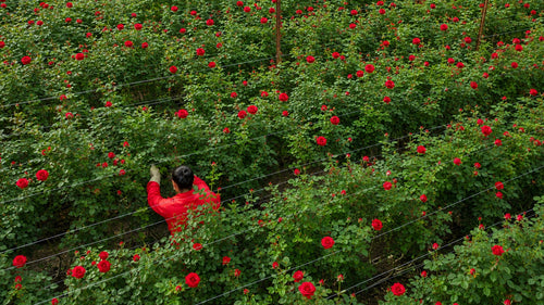 <p>Verdissimo Achieves Full Florverde Certification</p>