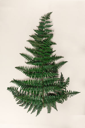 Fougere Asa Fern