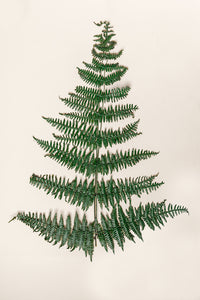 50-60 cm