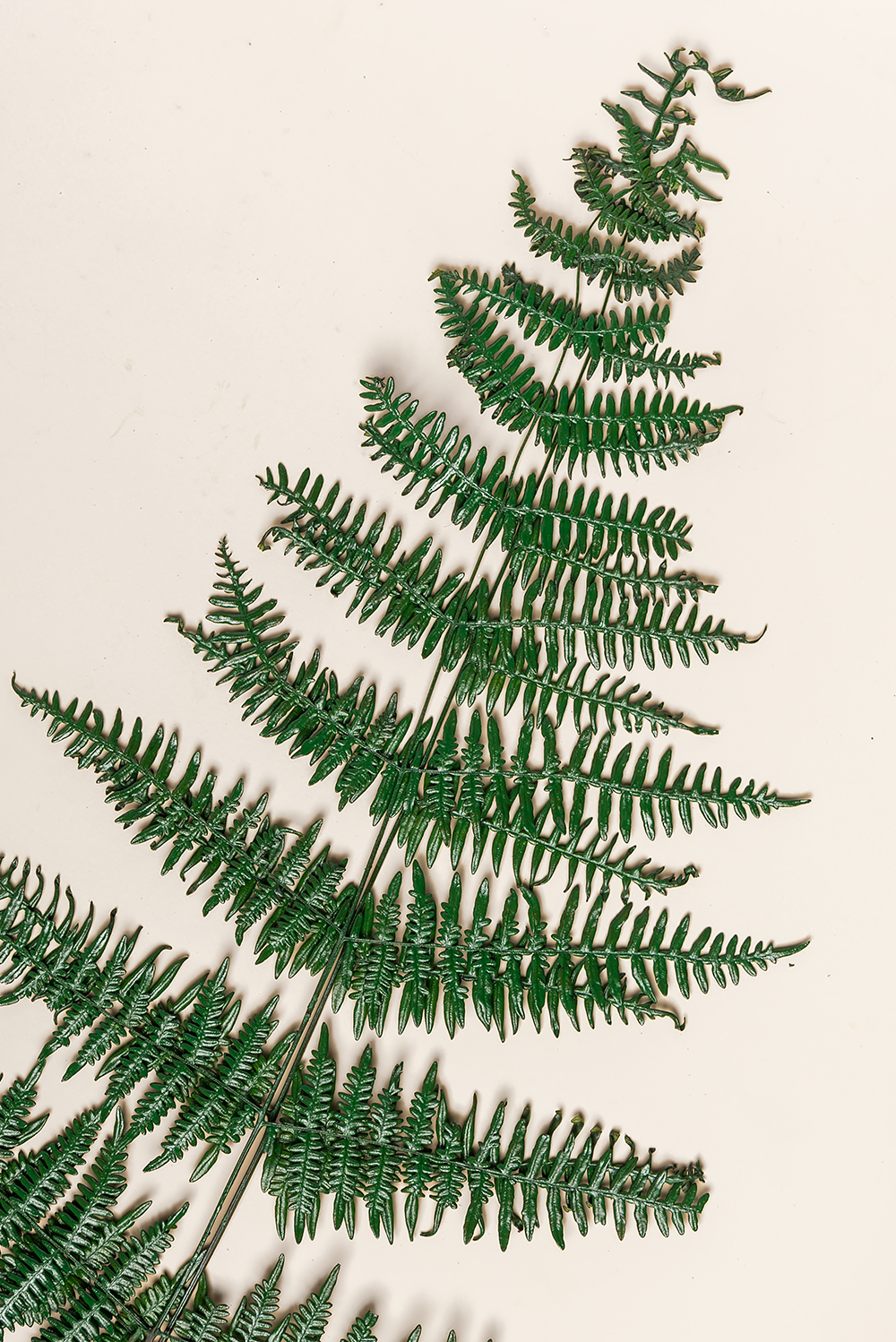 Fougere Asa Fern