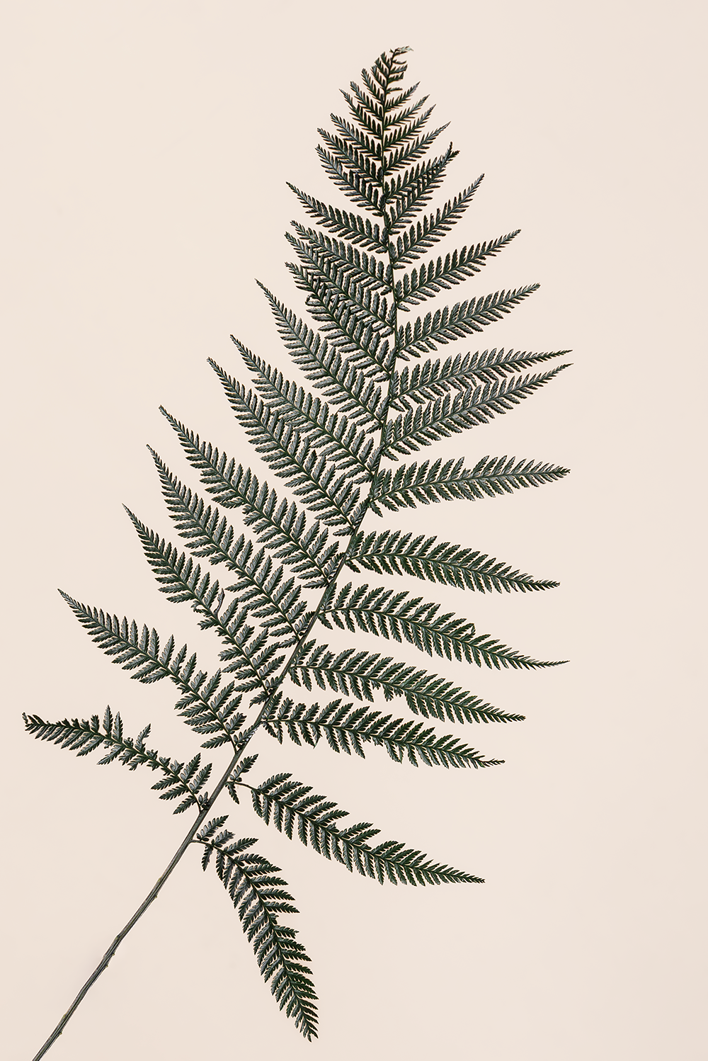 Brilliant Fern