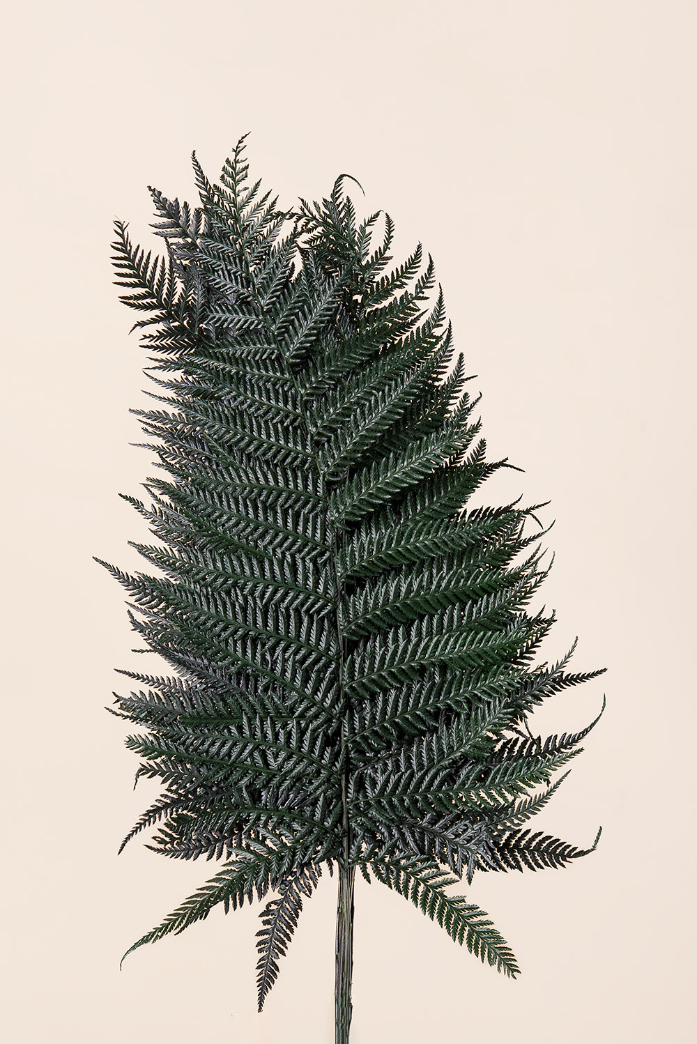 Brilliant Fern