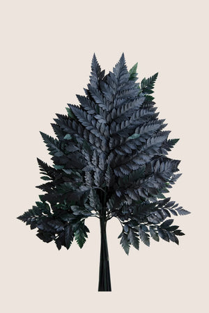 Leather Fern