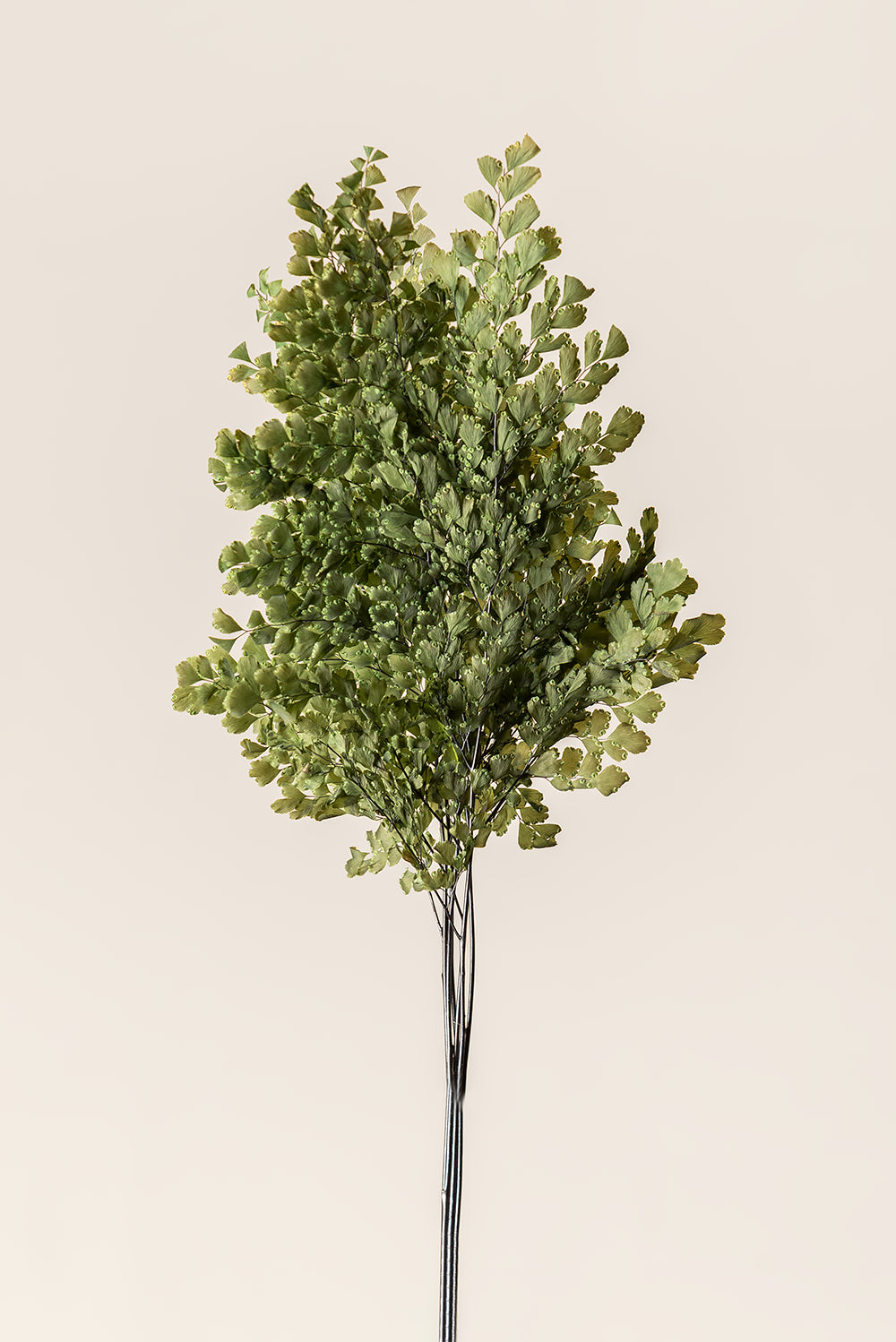 Lutti Fern