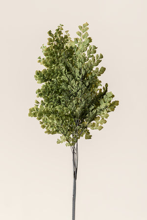 Lutti Fern