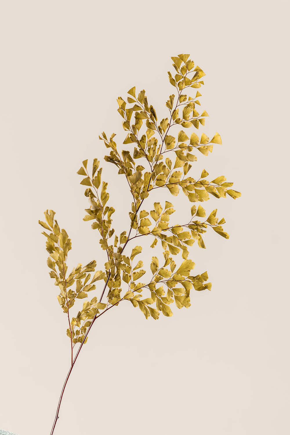 Lutti Fern