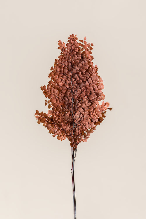 Lutti Fern
