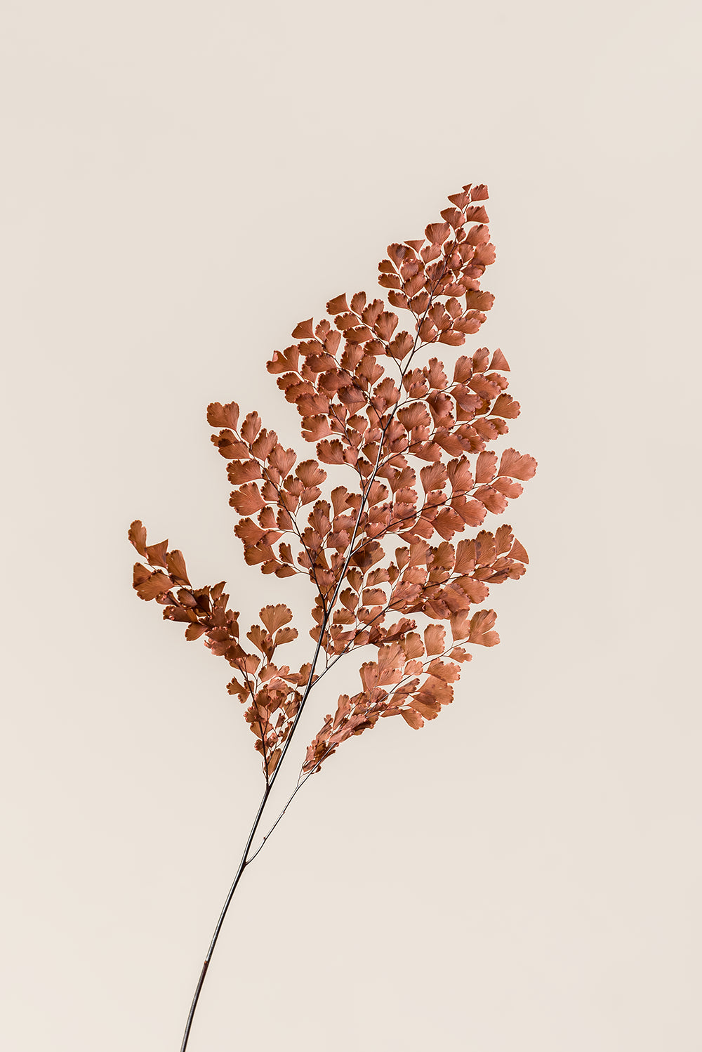 Lutti Fern