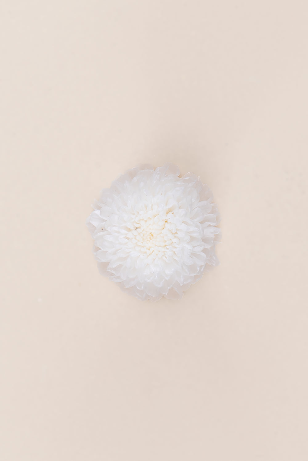 Focus Chrysanthemum - Box 12 heads