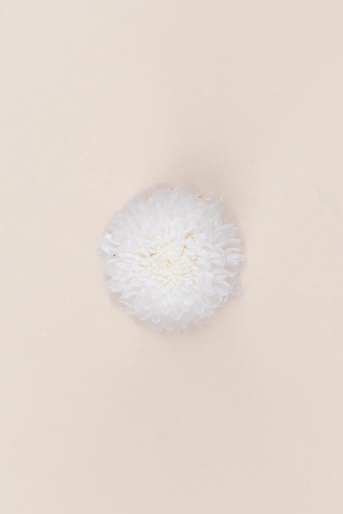 Focus Chrysanthemum - Box 12 heads