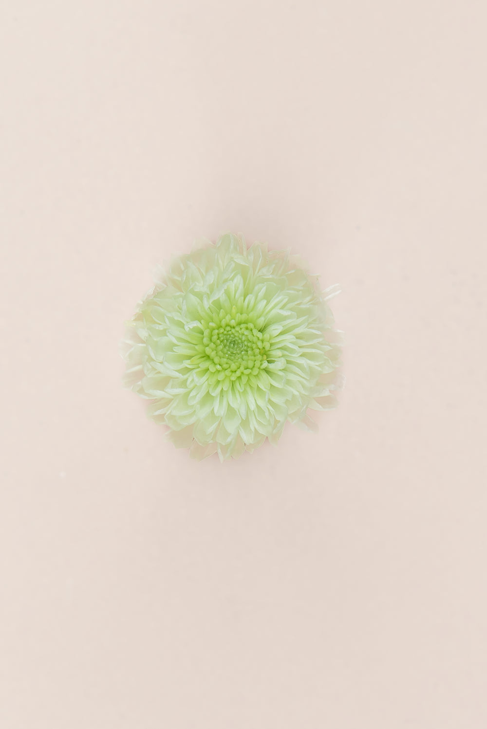 Focus Chrysanthemum - Box 12 heads