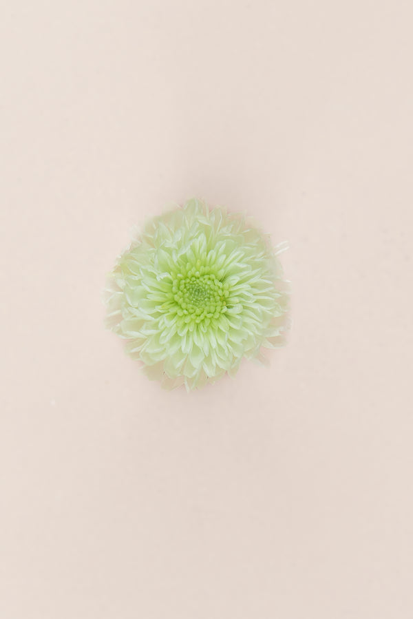 Focus Chrysanthemum - Box 12 heads